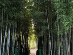 -树山生态村