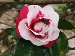 -中国科学院华南植物园