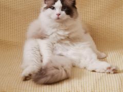 -宠爱国际动物医院· 猫科· 外科·中兽医(长白店)