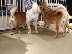 -逗柴咖啡屋·狗咖猫咖宠物桌游
