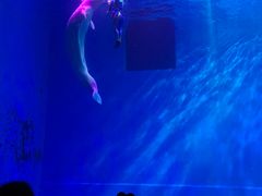 -芜湖新华联大白鲸海洋公园