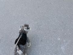 -J Create城市露营咖啡·简餐·宠物(上海动物园店)