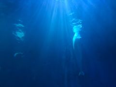 -多彩贵州城极地海洋世界