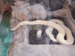 -上海大自然野生昆虫馆(东方明珠·爬宠昆虫探索中心)