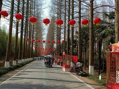 -黄海国家森林公园