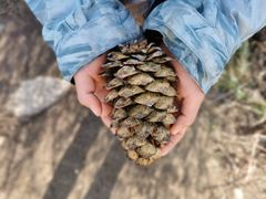 -王顺山国家森林公园