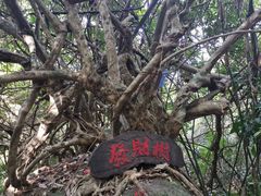 -海南霸王岭国家森林公园