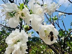 -南国桃园旅游度假区