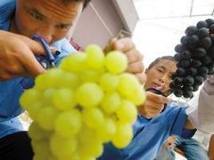 -马陆小张葡萄园农家乐