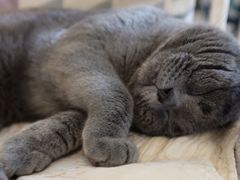 -海边的猫和咖啡馆