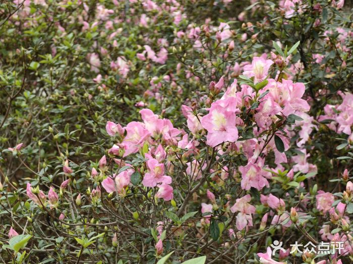 琴亭湖公园图片