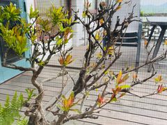 -湖畔居茶楼(湖滨店)