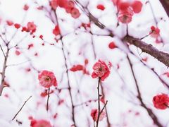 -北京鹫峰国家森林公园