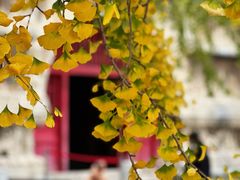 -北京石刻艺术博物馆(五塔寺)