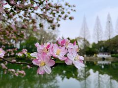 -莫愁湖公园