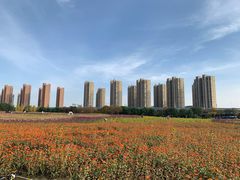 -映月湖中央公园