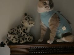-北京观赏动物医院·24小时大型综合·猫专科·异宠专科