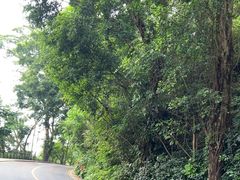 -深圳仙湖植物园