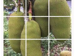 -兴隆华侨农场