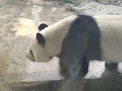 -石家庄市动物园