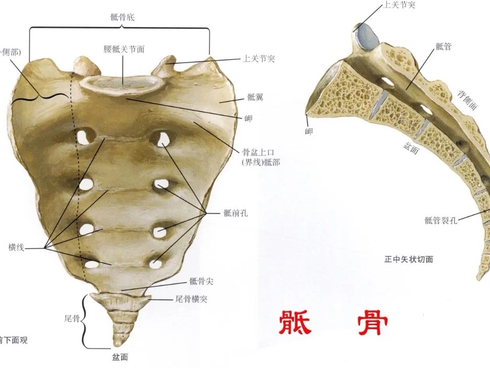 骶正中嵴图片