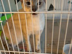 -Cappucimeow猫咪咖啡馆(韦伯时代店)