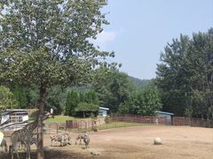 -大连森林动物园