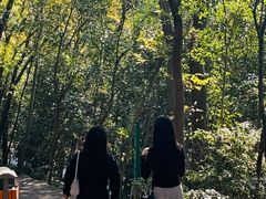 -紫金山山顶公园