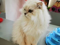 -糯米喵星人·撸猫猫舍咖啡馆(西市场嘉华店)