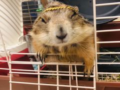 -钓仓鼠(洋桥北里小区店)
