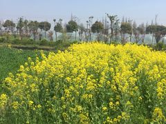 -青浦采草莓天天草莓园