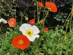 -大渡口区义渡公园