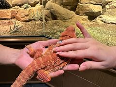 -帕帕拉兹宠物(亚洲旗舰店)