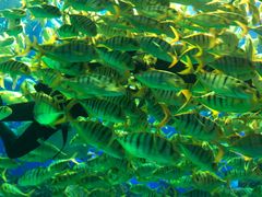 -芜湖新华联大白鲸海洋公园