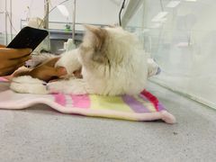 -达爱动物医院·犬猫分区·CT·复杂眼科(远洋山水分院)