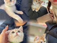 -lincat·猫舍(广州店)
