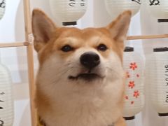 -柴迷FANS CLUB·柴犬狗咖·猫咖