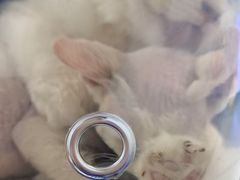 -北京观赏动物医院·24小时大型综合·猫专科·异宠专科