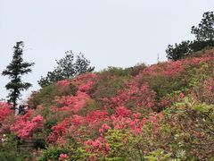 -木兰云雾山