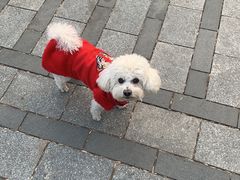 -瑞派·关忠动物医院·异宠专科·犬猫肿瘤·皮肤专科(望京店)