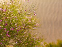 -亿利库布其七星湖沙漠生态旅游区