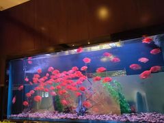 -九洲喜来登酒店湖月日餐厅