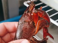 -祥鹤龙虾螃蟹