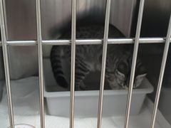 -纳吉亚猫专科动物医院(康都外科中心)