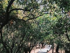 -梧桐山风景名胜区