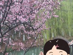 -青枫公园
