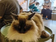 -猫儿山۰猫主题餐厅