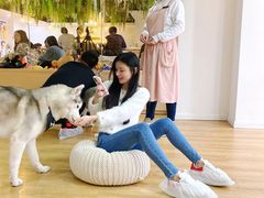 -Husky Go! 哈士奇体验馆·宠物咖啡厅狗咖