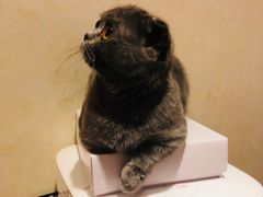 -Pets First伊珊娜洗护·精致美容·家庭式寄养(新会路店)