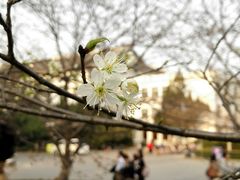 -武汉大学-樱园
